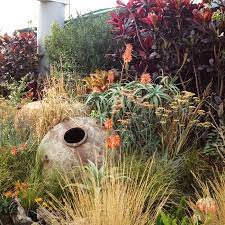 We sell trays of these awesome plants. Indigenous Gardens South Africa Google Search African Plants Garden Ideas South Africa Landscape Design