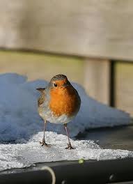 See more of ferienhaus rotkehlchen on facebook. Rotkehlchen Auch Im Winter In Gesangsstimmung Natur Erleben Beobachten Verstehen