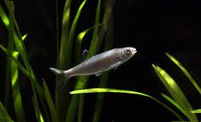 Barilius bendelisis is a fish in genus barilius of the family cyprinidae. Barilius Bendelisis Cyprinus Bendilisis Barilius Howesi Seriously Fish
