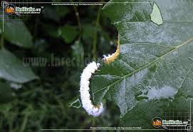 Black And White Striped Caterpillar With Yellow Belly Dogwood Sawfly