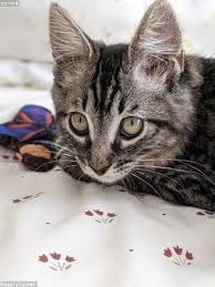 Maybe you would like to learn more about one of these? 80 In Roman Numerals On Liodulraili Latindancemachine It