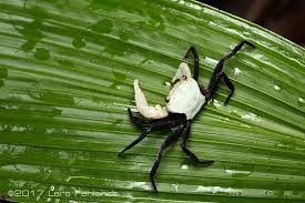 Image result for Coelorachis lepidura