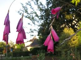 Image result for Dierama cupuliflorum