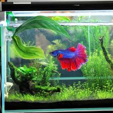 In the wild, betta splendens like. Betta Plant Leaf Hammock Tropical Fish Leaf Pad Rest Bed Fish Tank Aquarium Spawning Foldable Double Layer Ornamental Leaf Decorations Aliexpress