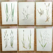 Image result for Digitaria compressa