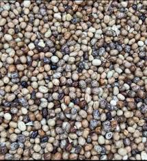 Image result for Sphenostylis