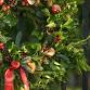 Christmas Wreath Making Workshop event image