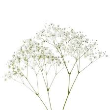 What do certain flowers symbolize? Gypsophila Flowers We Love Flower Style Magazine