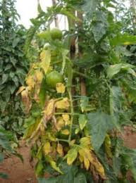 Image result for tomato seedling fusarium wilt