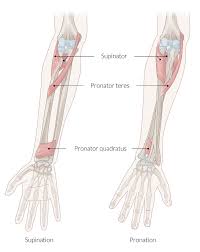 The 3 muscle groups of the forearm each have their own unique form. Forearm Wrist And Hand Amboss