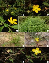 Image result for Ludwigia leptocarpa