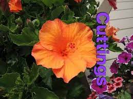 How To Root Tropical Hibiscus Cuttings Gardening Plant Care Youtube Hibiscus Hibiscus Plant Hibiscus Flowers