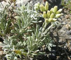 Image result for Helichrysum forskahlii