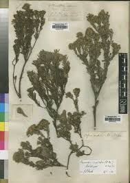 Image result for Agelanthus toroensis