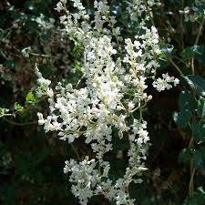 Image result for Fallopia baldschuanica