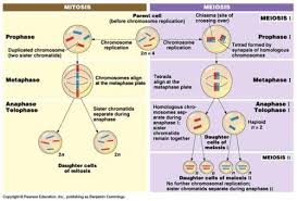 Complete the concept map comparing mitosis and meiosis. Mitosis Vs Meiosis Jeez Still Get Confused Sometimes After 4 Years Mitosis Meiosis Mitosis Vs Meiosis