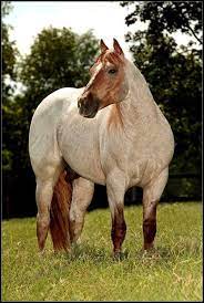 Red Roan Horses Quarter Horse Horse Breeds