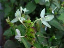 Image result for Ecbolium hastatum