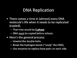 The two strands are held together by h‑bonding between the bases (in anti conformation). Ppt Today Is Tuesday November 19 Th 2013 Powerpoint Presentation Free Download Id 1984953