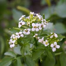 Image result for Nasturtium officinale