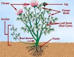 How To Prune Roses Pinned By Cottage Farms Prune Roses How To Prune Roses Plants