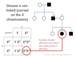 Idiots Guide To Analysing Pedigree Charts