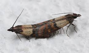 Teppichversand24 bietet viele designerteppiche, kinderteppiche,markenteppiche,orientteppiche,gabbeh teppiche und velourteppiche in vielen. Motten In Wohnung Oder Haus Optimale Tipps Vom Profi