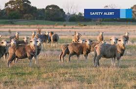 Image result for Q Fever