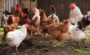 How To Start Up A Poultry Farm | Start Up Donut