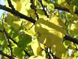 Give us a call today for a free estimate! Stc Tree Care