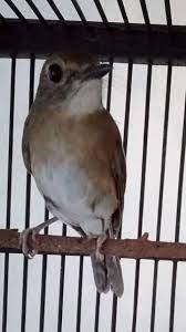 Sedangkan perut bawah dan penutup ekor bawah berwarna putih. Tips Atau Cara Perawatan Burung Sikatan Rimba Dada Coklat Atau Biasa Dikenal Dengan Nama Srdc Rhinomyias Olivacea Agar Cepat Bunyi Gacor Tips Dan Bisnis Seputar Burung