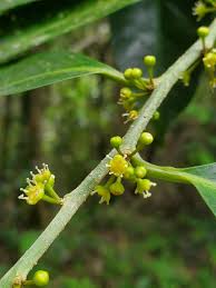 Image result for Drypetes gerrardii