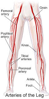 Femoral Artery Wikipedia Medical Terminology Arteries