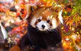 Wallpaper Autumn Look Face Leaves Light Portrait Red Panda Cutie Red Panda Images For Desktop Section Zhivotn Red Panda Cute Red Panda Red Panda Images