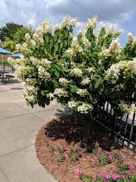 Schöne pflanzen von ihrem pflanzenversteher! Fragrant White Hydrangea Tree