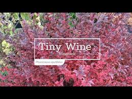 Check spelling or type a new query. 30 Seconds With Tiny Wine Ninebark Youtube