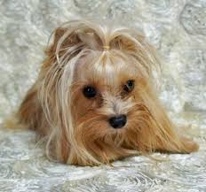 We have traditional and party colored yorkie's. Home Texas Star Yorkies