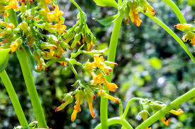 Image result for Dolichos sericeus