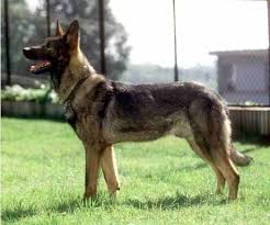 Pin By Tierney Gibbons On Animals Wolf Dog Dog Breeds Rare Dog Breeds They have been trained as military assistant dogs to perform a variety of tasks such as detecting mines. dog breeds