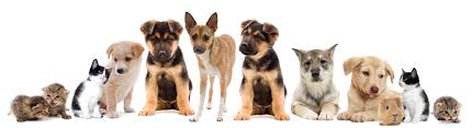 Maybe you would like to learn more about one of these? Rescue Pets Visit Petland Rome Georgia Today