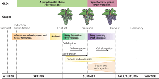 Check spelling or type a new query. The Phenology Of Grapevine Showing Different Stages Of Vegetative And Download Scientific Diagram