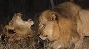 With the help of his students and some national geographic grantees, dr. Want To Shoot An African Lion It Ll Cost You Marketwatch