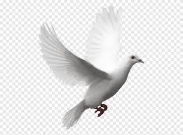Todos en la vida hemos vivido momentos de luto ya sea por la perdida de un familiar o de un amigo y ahora con las redes sociales tienes la opción de dar a conocer que estas pasando por un momento muy duro para ti y es por eso que hoy les elegimos diferentes imágenes. Columbidae Liberacion Paloma Palomas Como Simbolos Paloma Domestica Diverso Blanco Png Pngegg