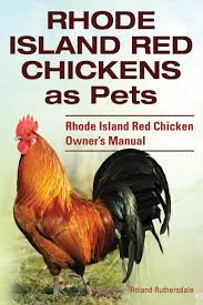 Some may start early, though, at around sixteen weeks. Rhode Island Red Chickens As Pets Rhode Island Red Chicken Owner S Manual Ruthersdale Roland 9781910410660 Amazon Com Books