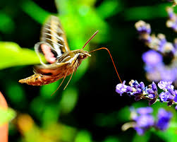 Maybe you would like to learn more about one of these? Hyles Lineata Wikipedia