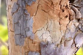 Image result for Ochna pulchra