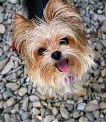 This hairstyle is mainly for shows and competitions. The Best Shampoos And Coat Products For A Yorkie