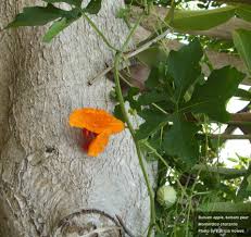 Image result for Momordica pterocarpa