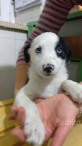Migliaia di annunci di cani in adozione e regalo cuccioli di tutte le taglie Regalo Cucciolo Di Piccola Taglia Campania Likesx Com Annunci Gratuiti Case