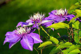 This clematis care guide includes tips for best growing conditions and how to figure out what type of vine you have. 7 Best Fertilizer For Clematis 2020 Guide Best Garden Outdoor